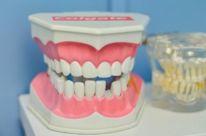 Tooth model